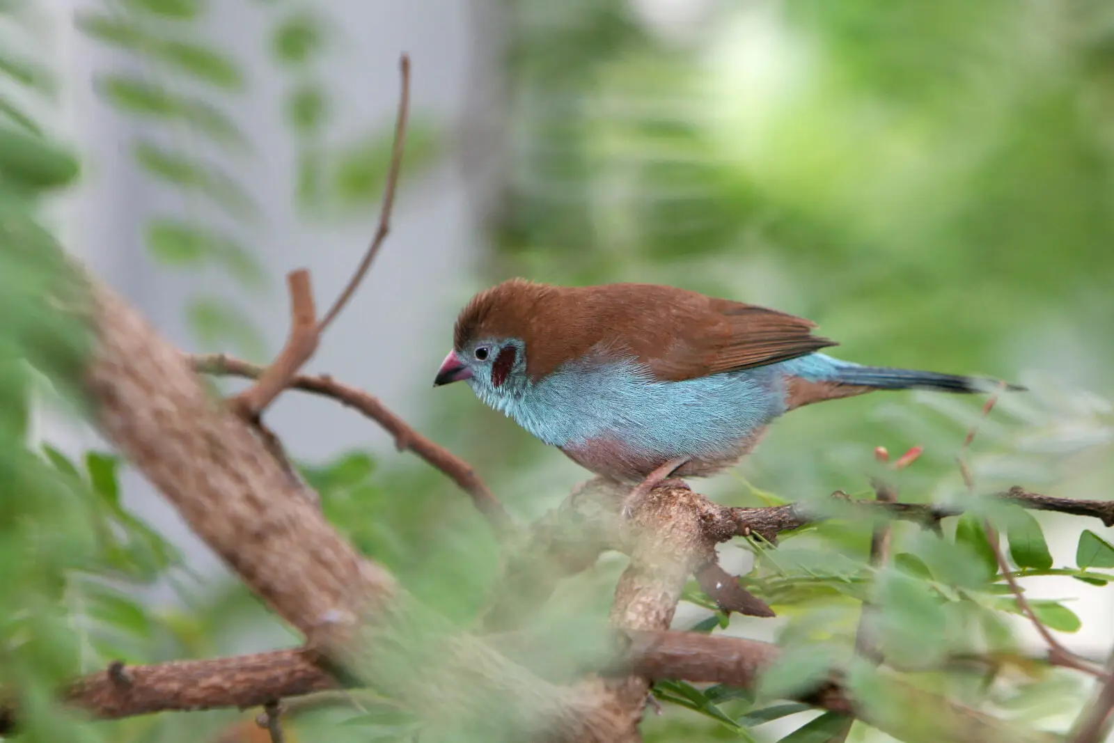 Red-Cheeked-Cordon-Bleu 17