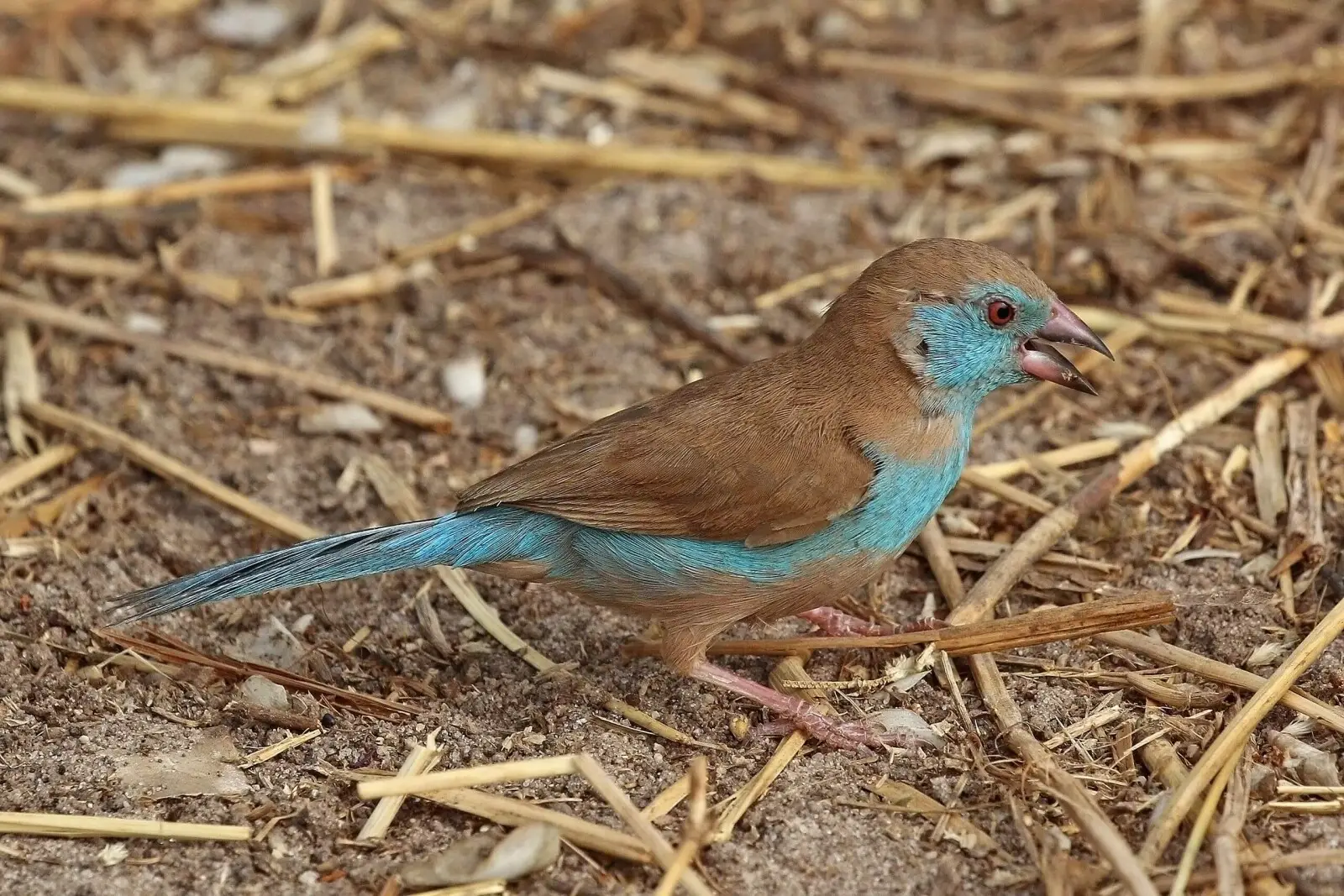 Red-Cheeked-Cordon-Bleu 18