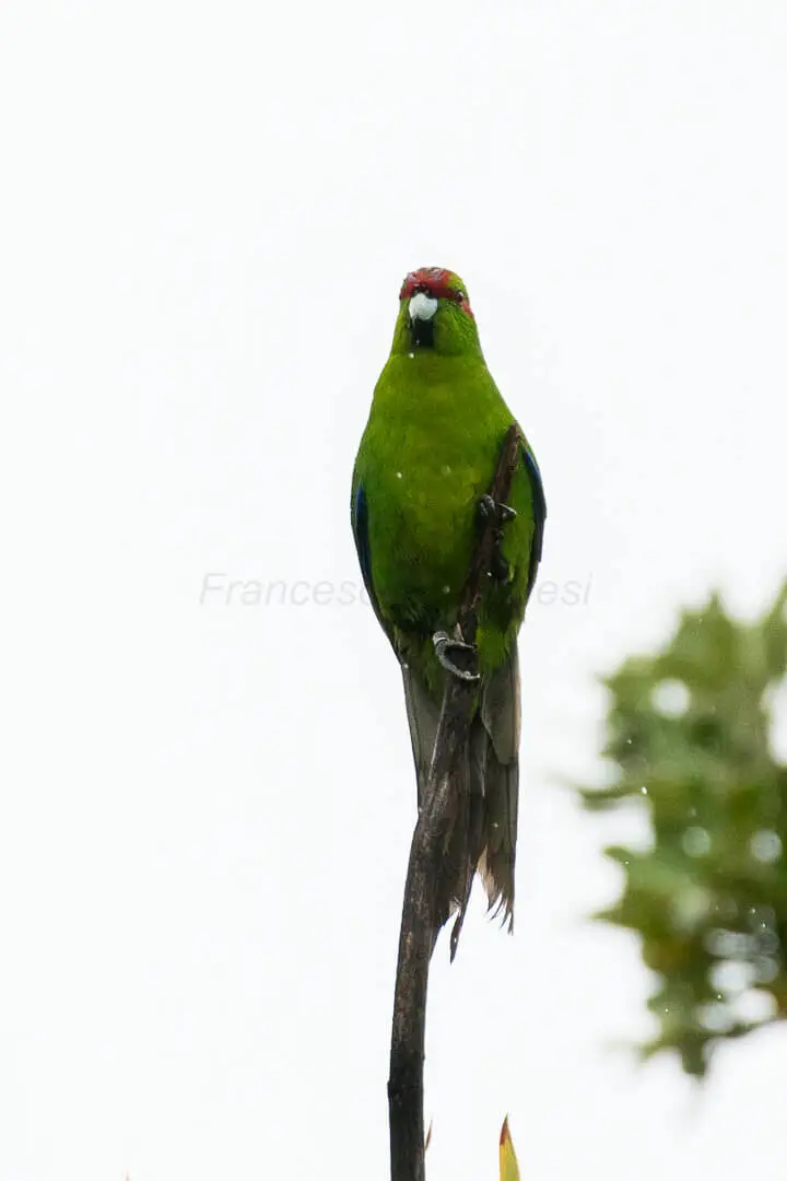 Red-Crowned-Parakeet 01