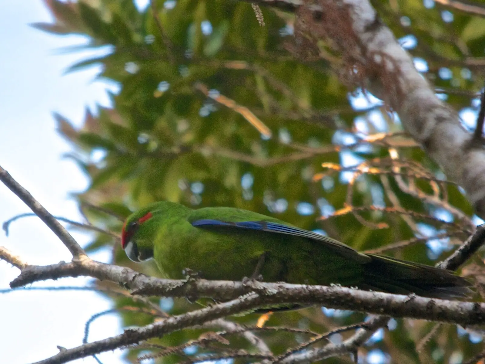 Red-Crowned-Parakeet 02