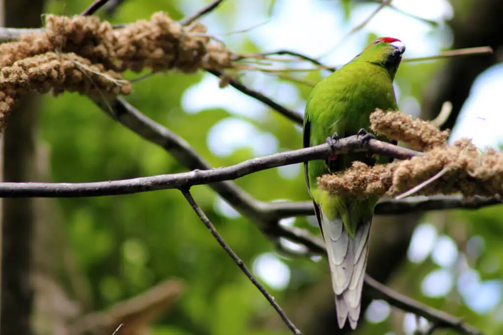 Red-Crowned-Parakeet 03