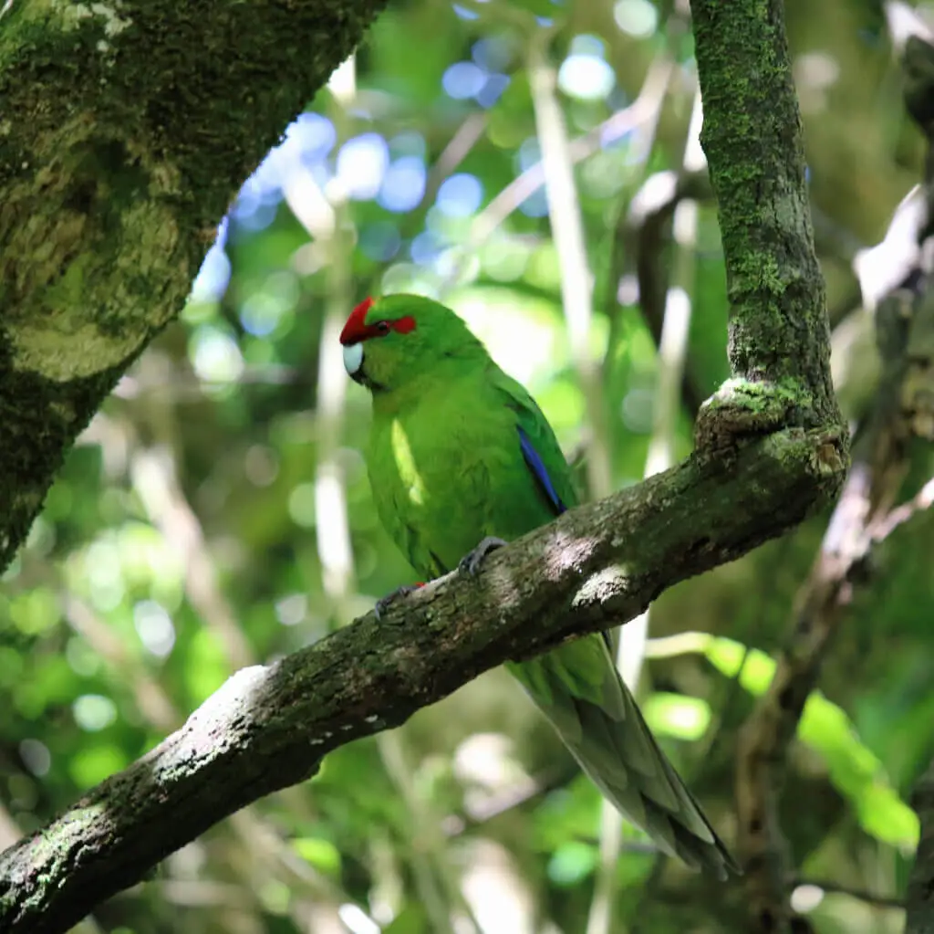 Red-Crowned-Parakeet 04