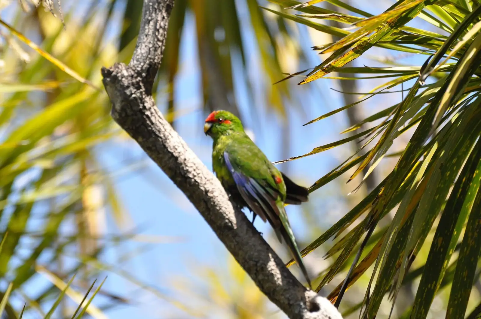 Red-Crowned-Parakeet 05