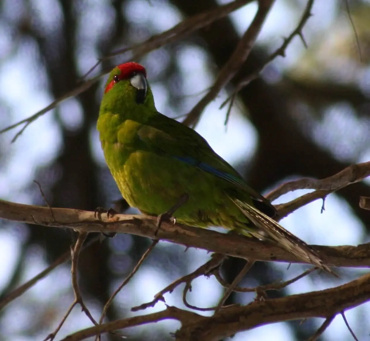 Red-Crowned-Parakeet 06