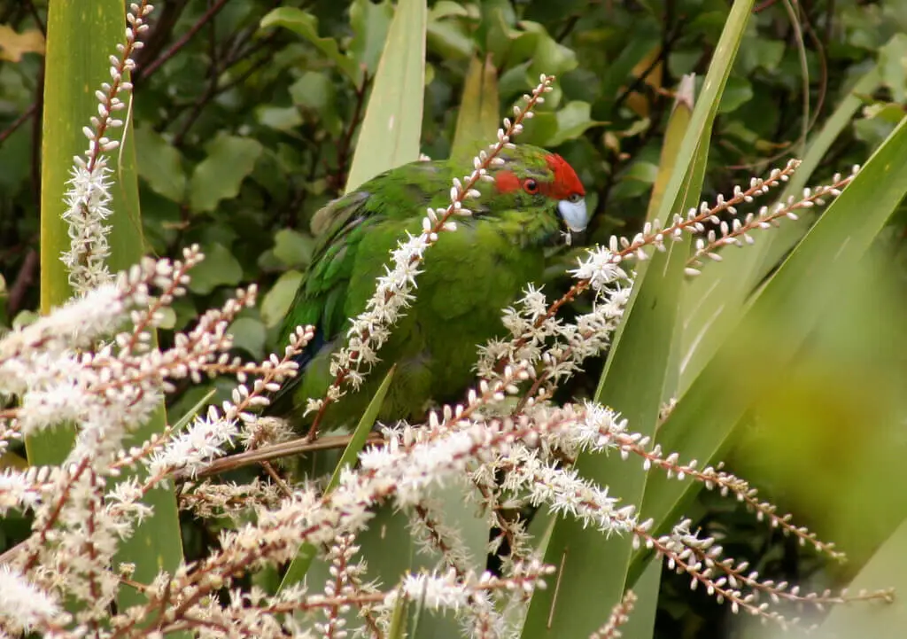 Red-Crowned-Parakeet 07