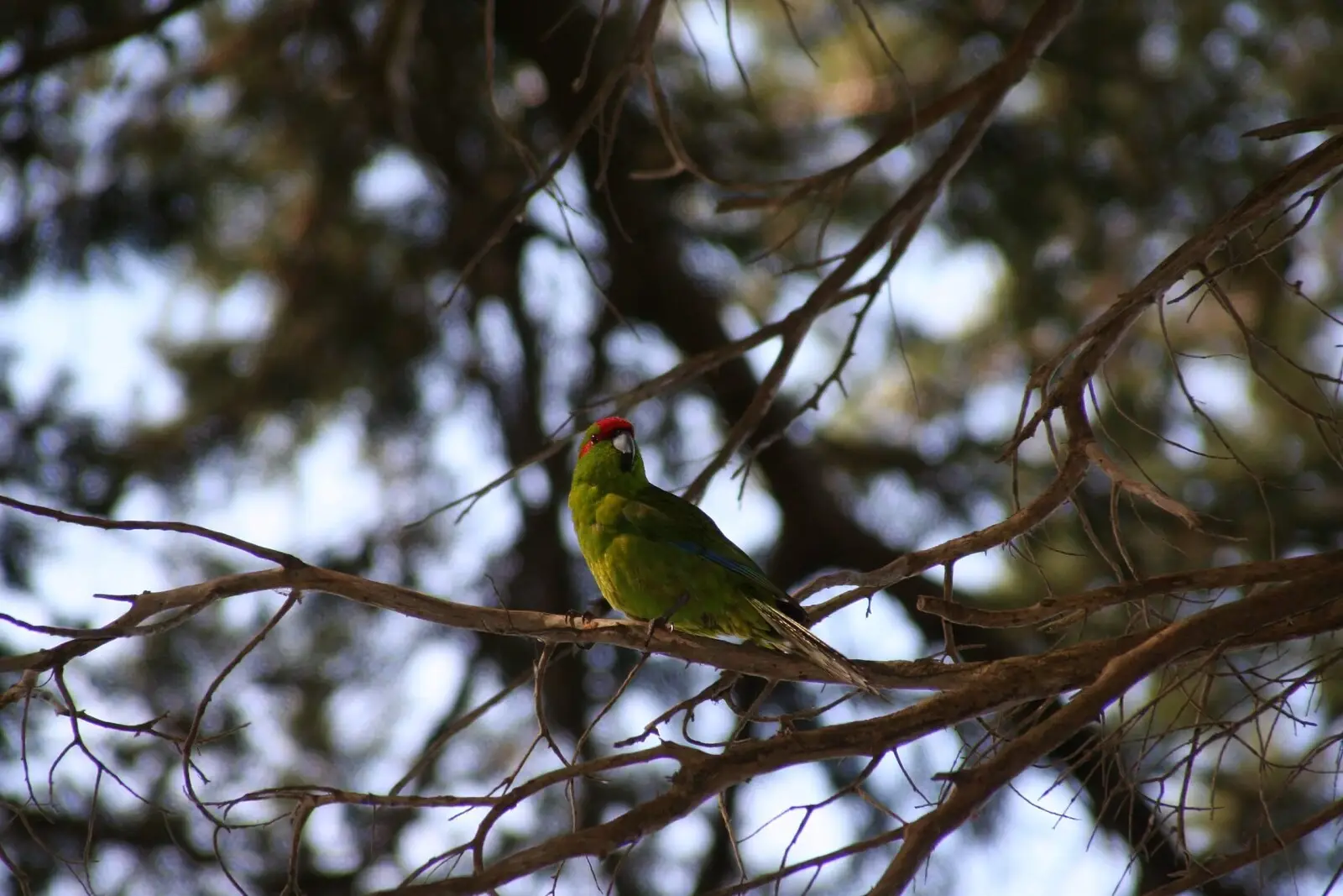 Red-Crowned-Parakeet 08