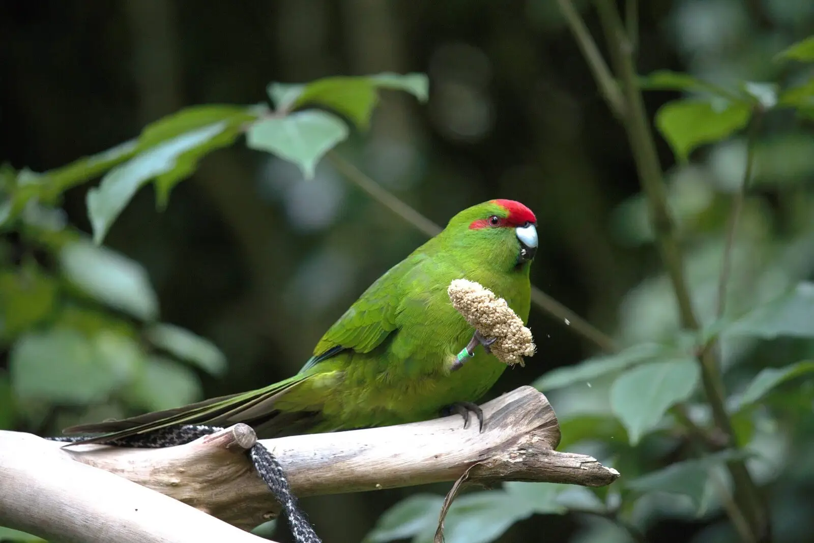 Red-Crowned-Parakeet 09