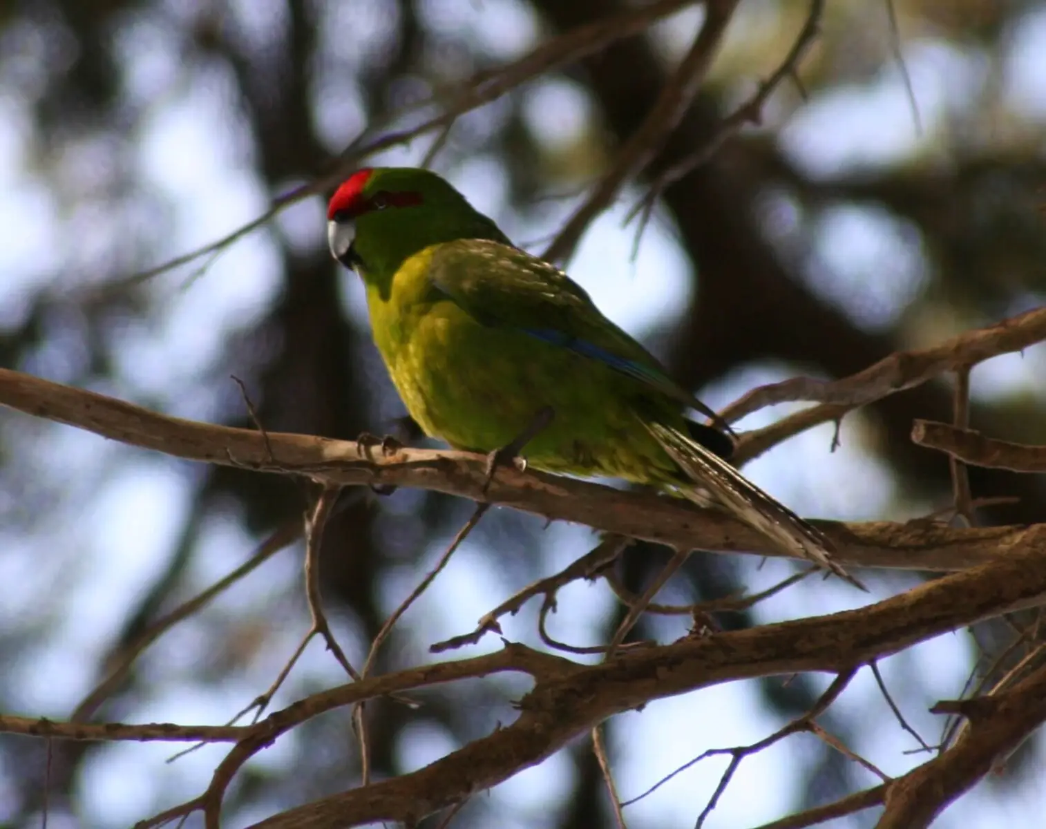 Red-Crowned-Parakeet 10