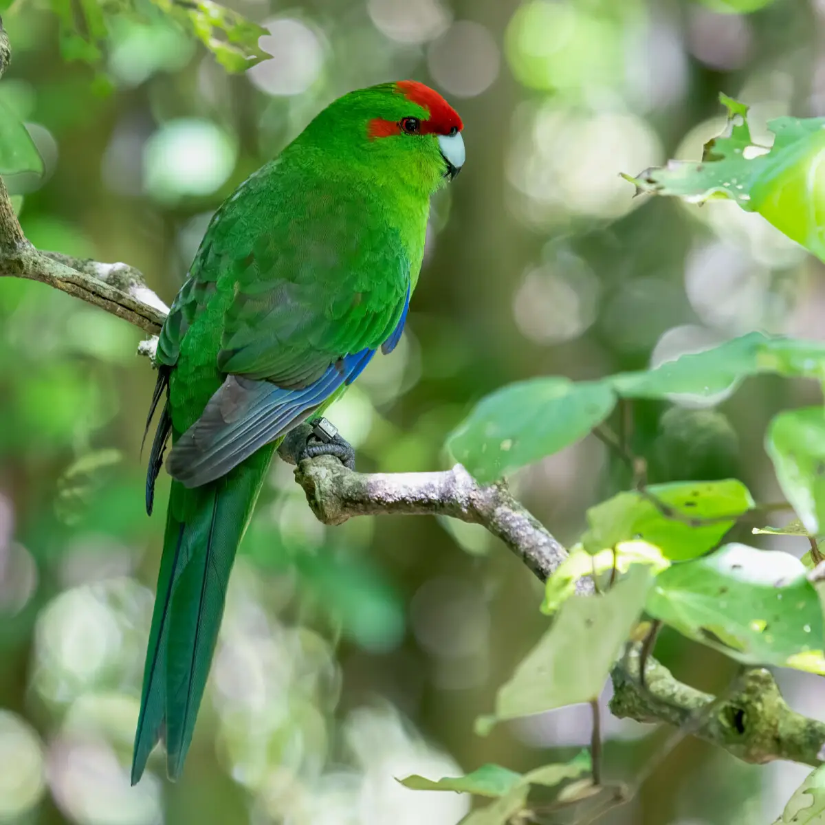 Red-Crowned-Parakeet 11