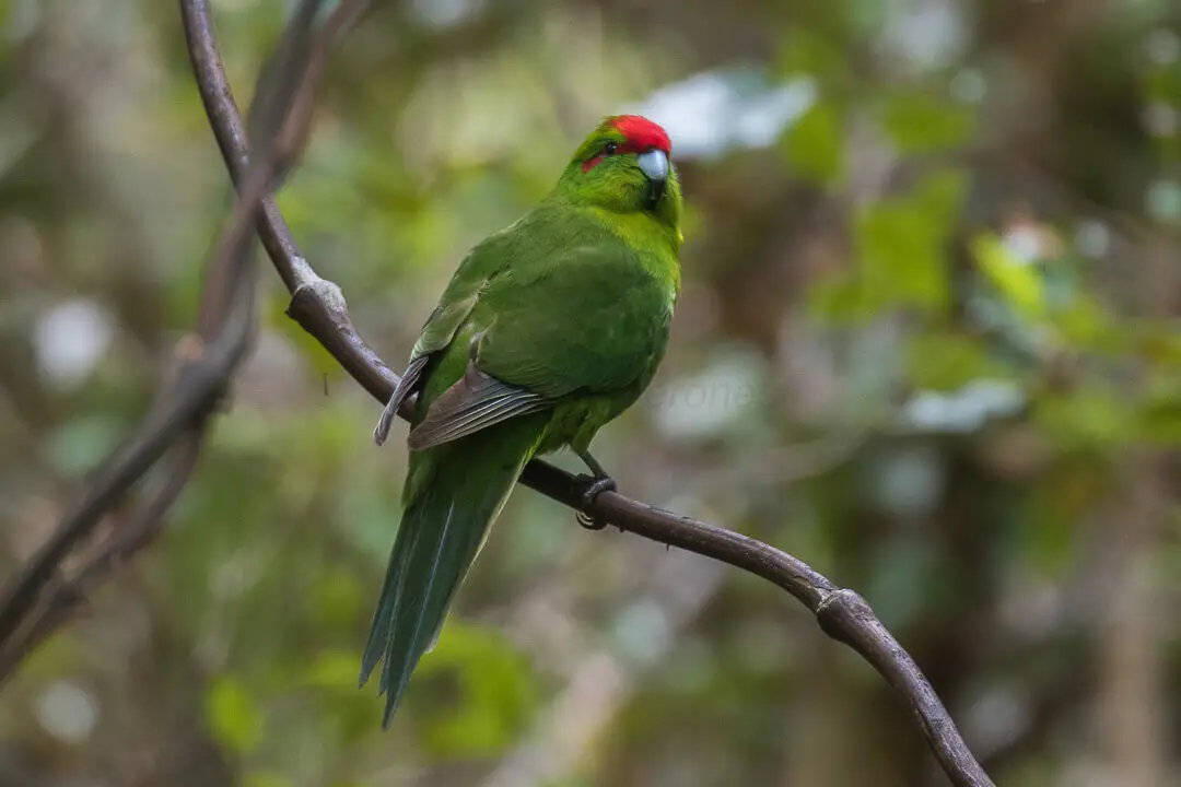 Red-Crowned-Parakeet 12