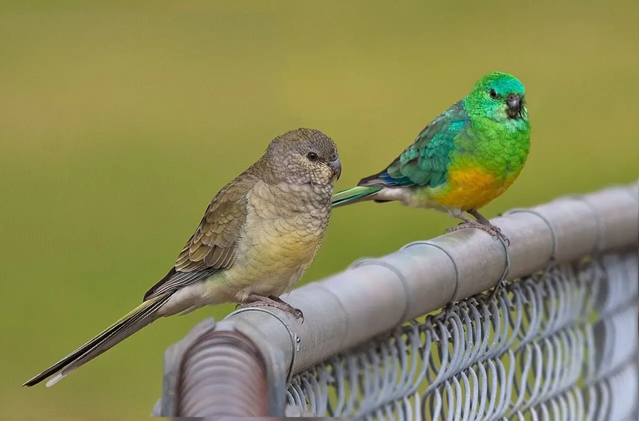 Red-Rumped-Parrot 01