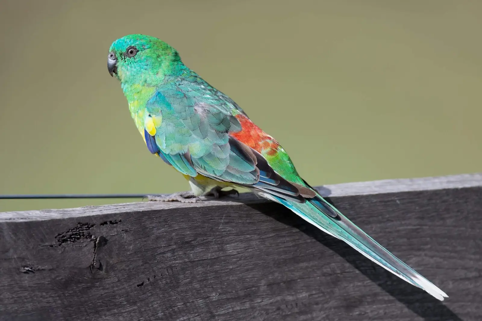Red-Rumped-Parrot 02