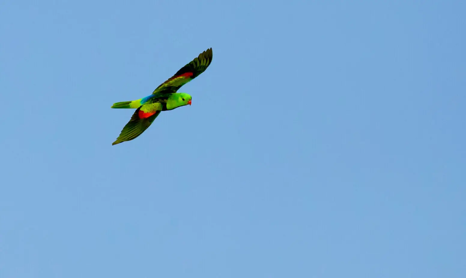 Red-Rumped-Parrot 03