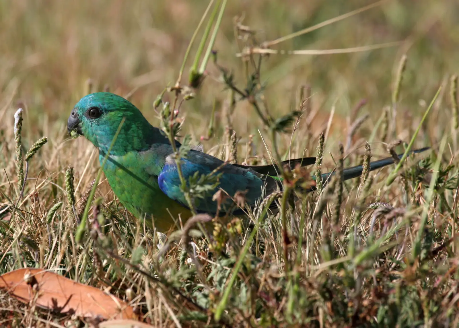 Red-Rumped-Parrot 04