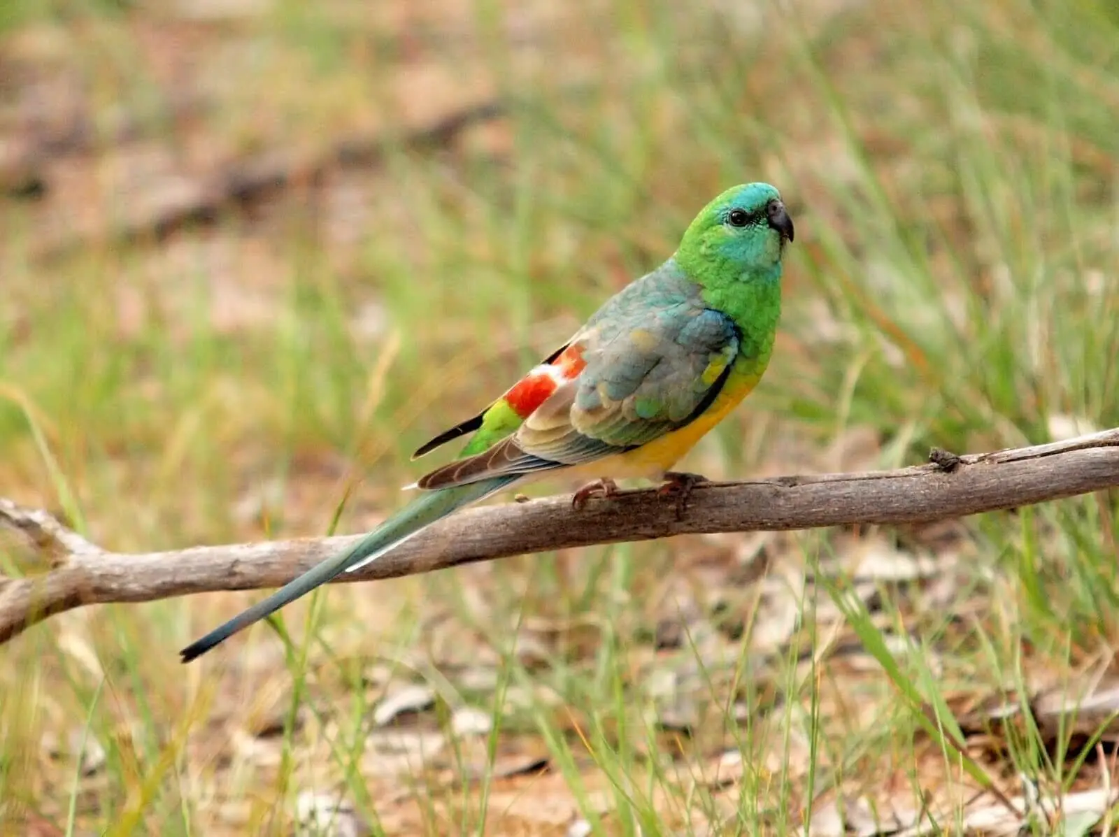 Red-Rumped-Parrot 05