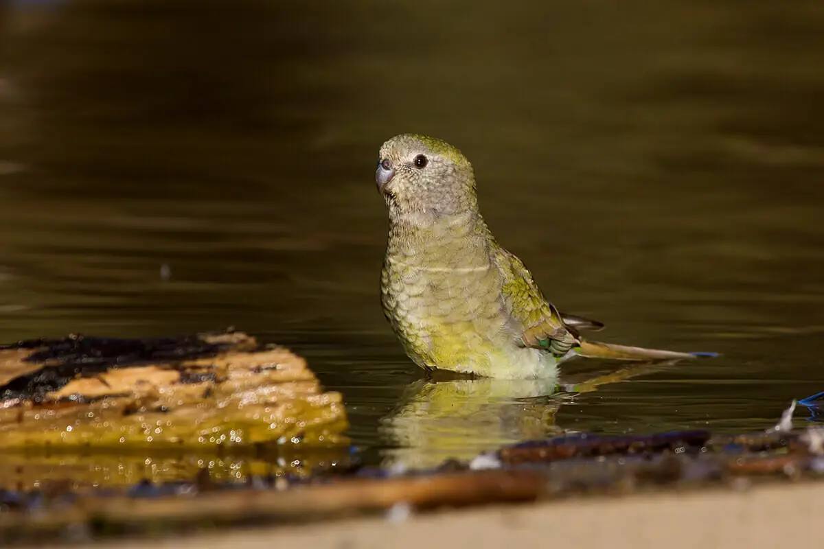 Red-Rumped-Parrot 06