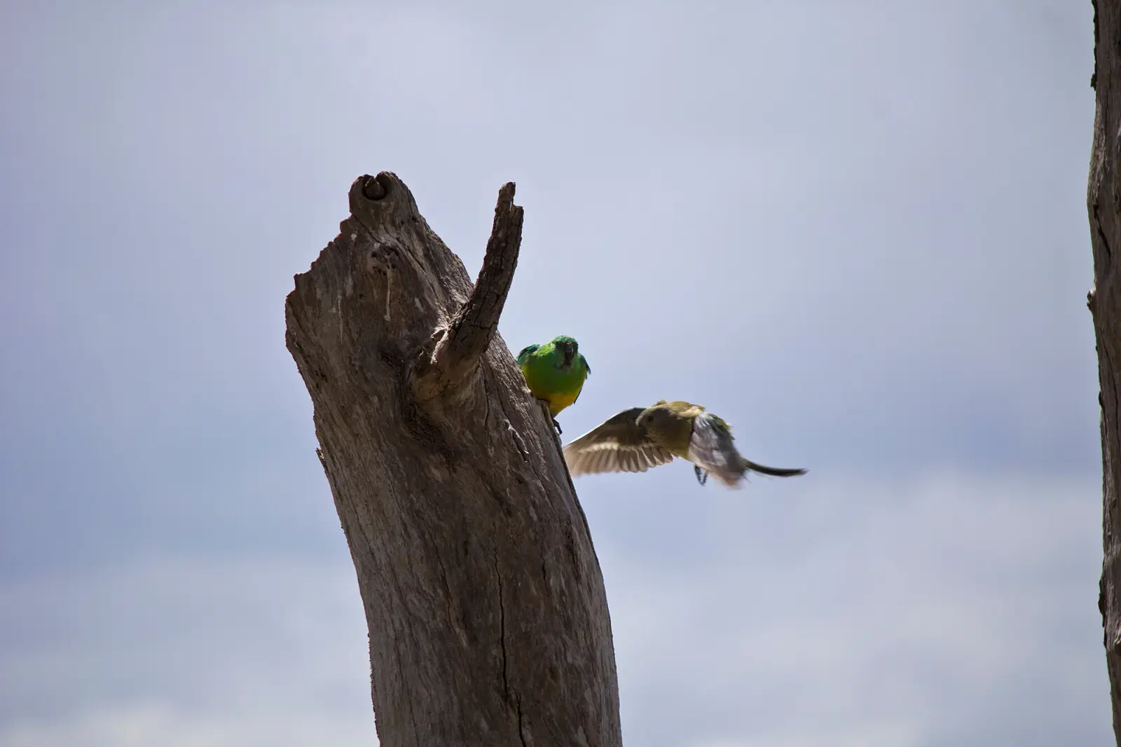 Red-Rumped-Parrot 07