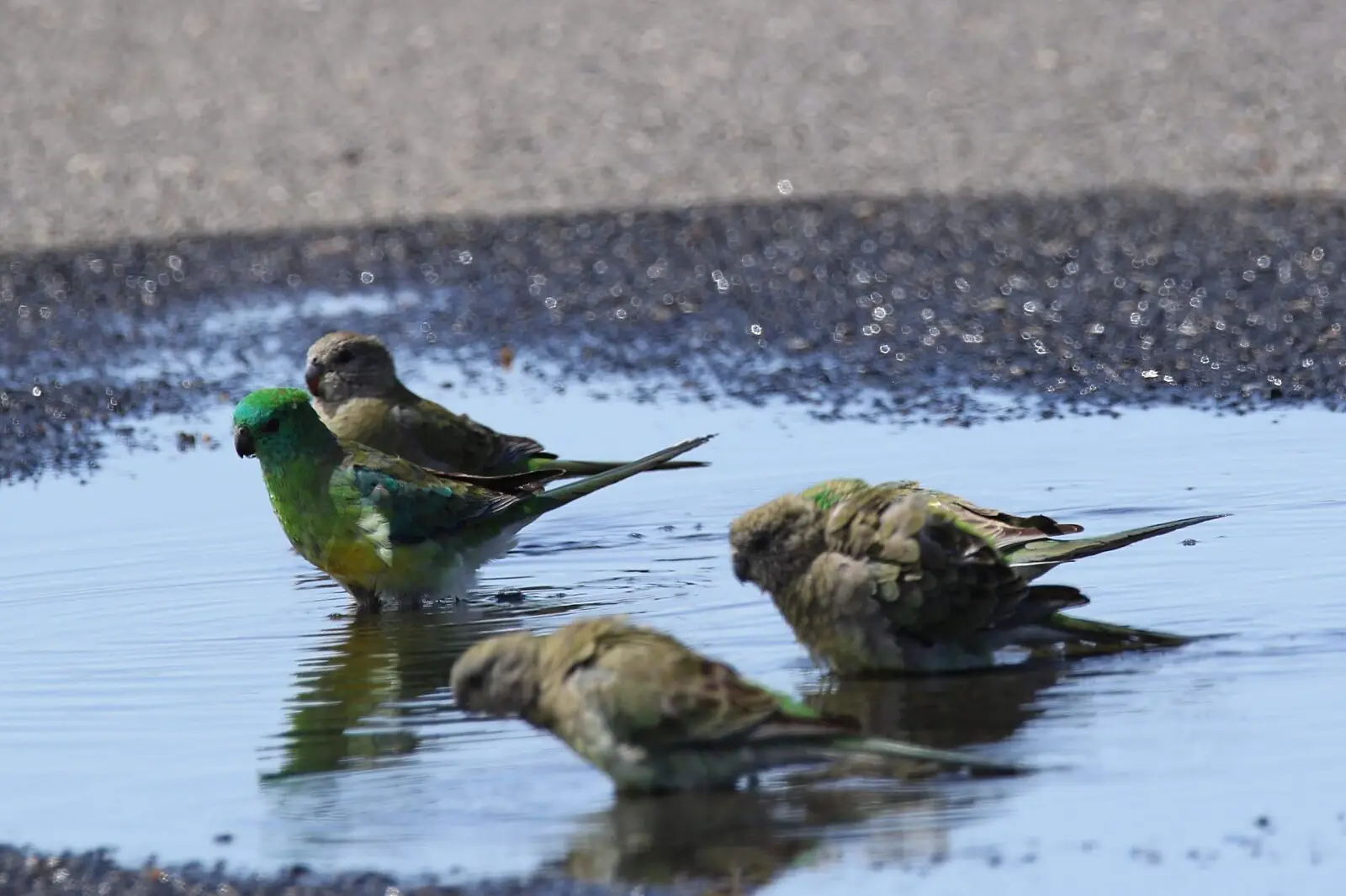 Red-Rumped-Parrot 08