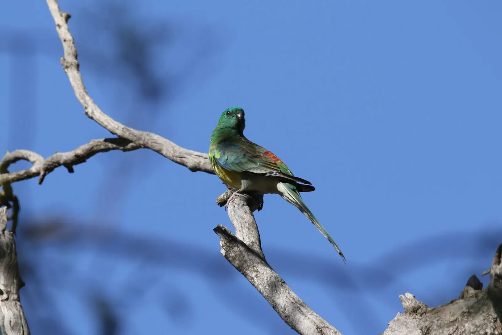 Red-Rumped-Parrot 09