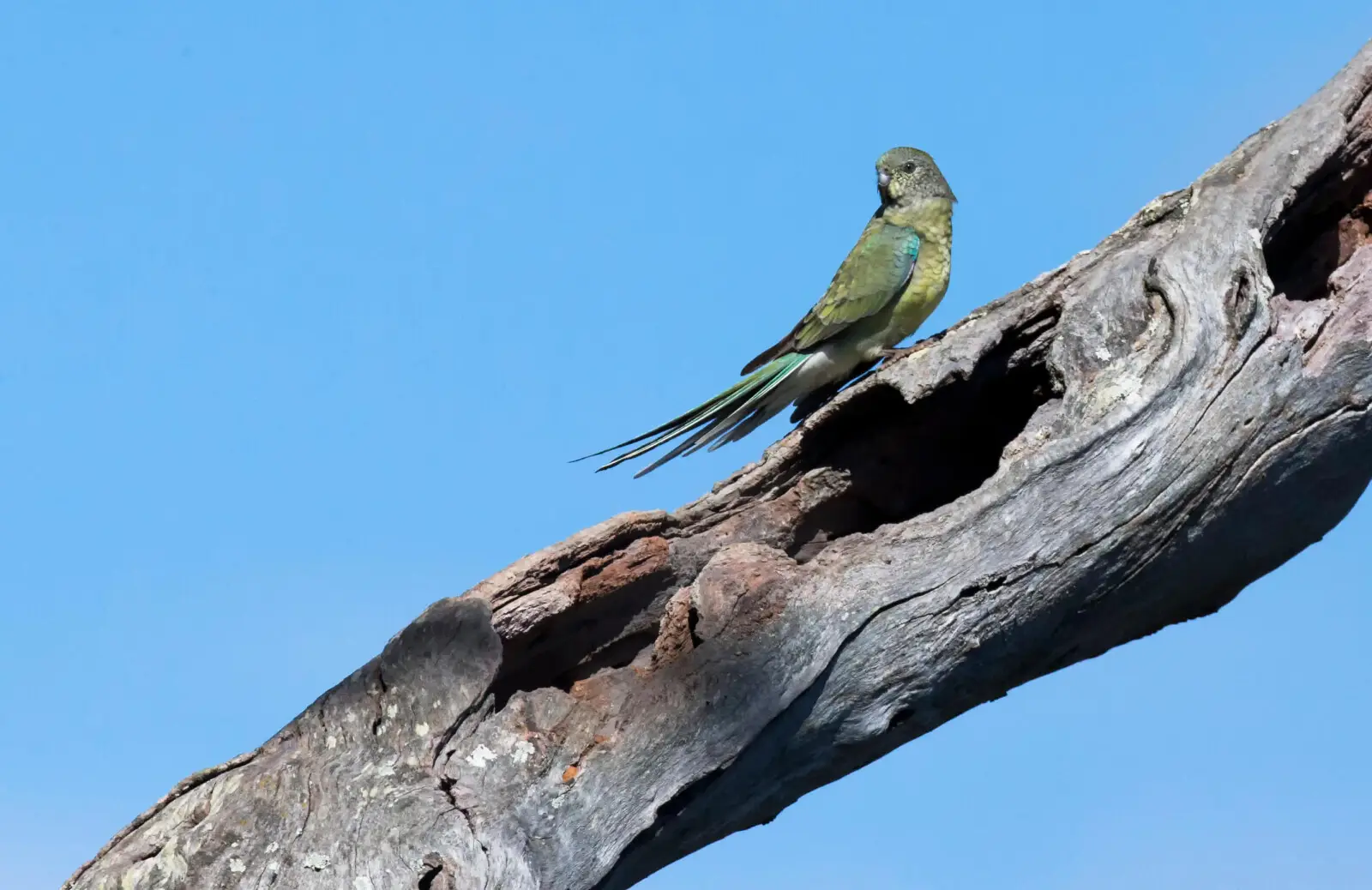 Red-Rumped-Parrot 10