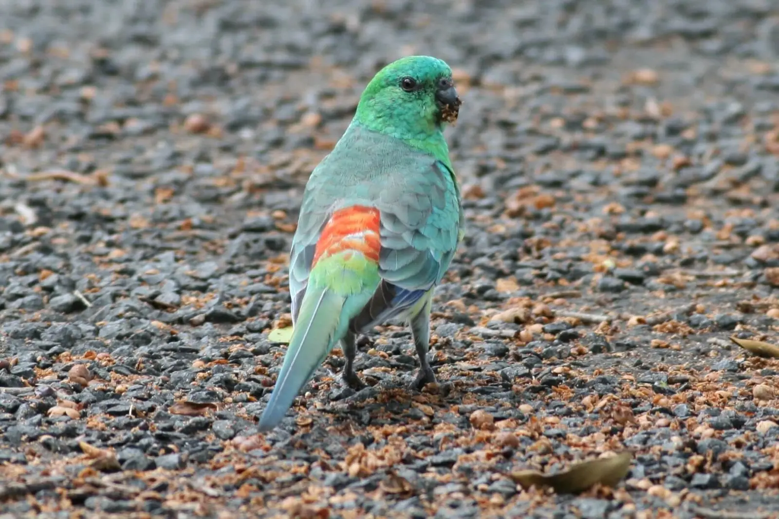 Red-Rumped-Parrot 11