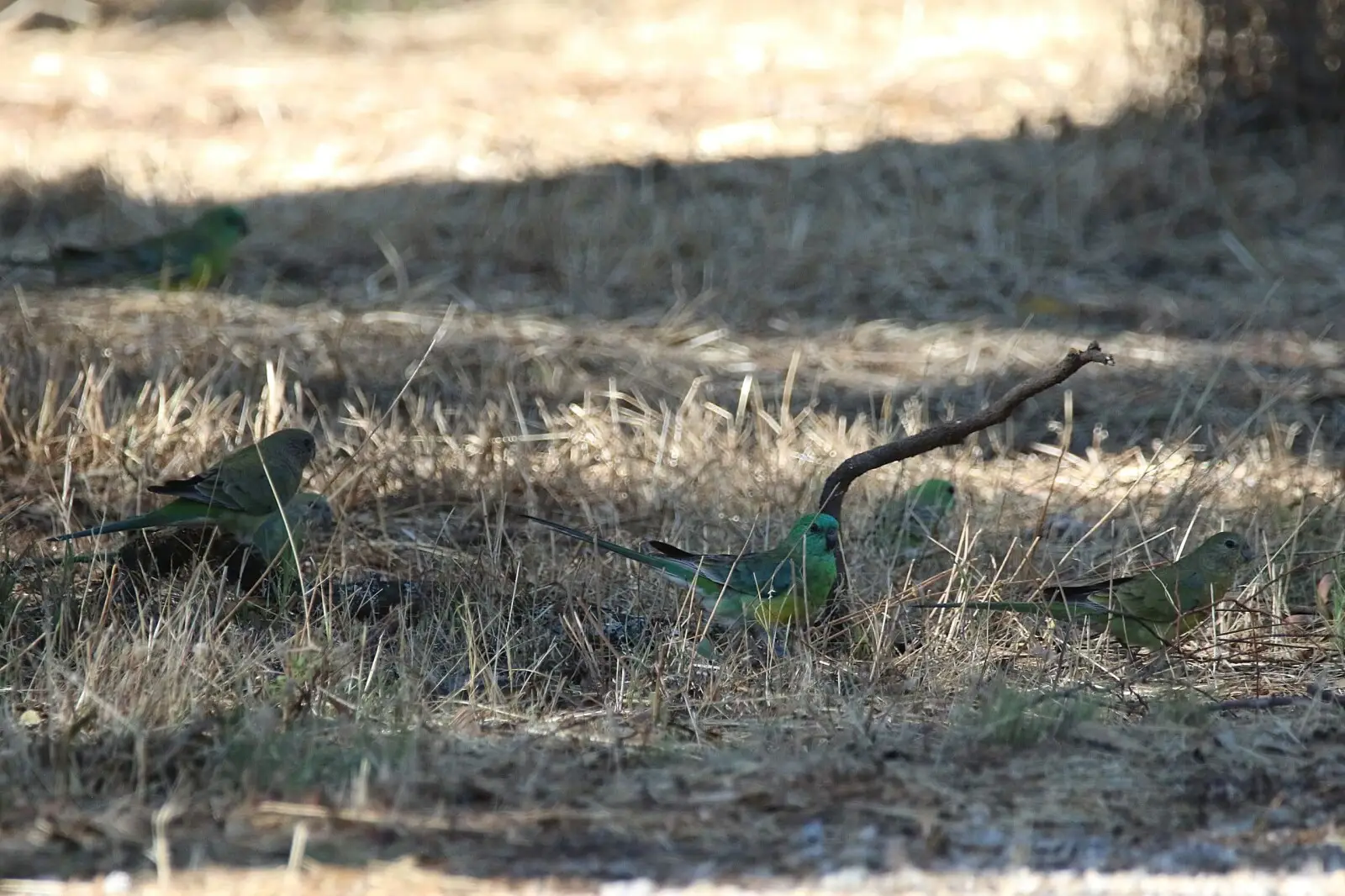 Red-Rumped-Parrot 12