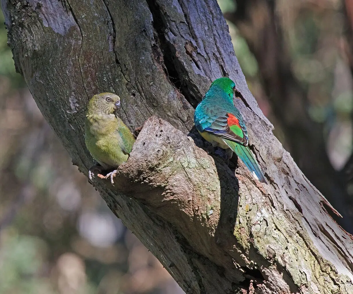 Red-Rumped-Parrot 13