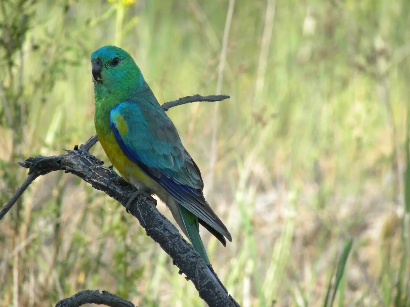 Red-Rumped-Parrot 14