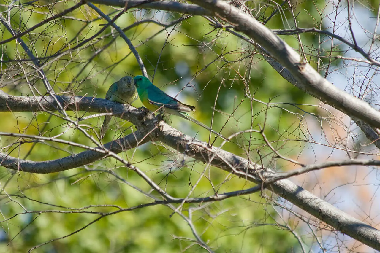 Red-Rumped-Parrot 15