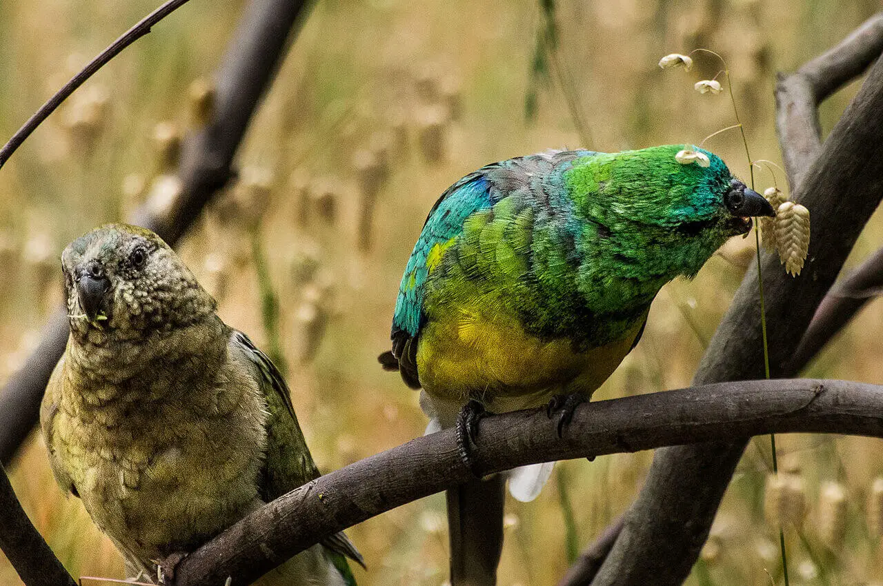 Red-Rumped-Parrot 16