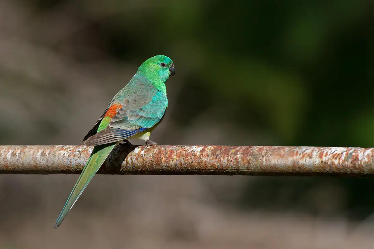 Red-Rumped-Parrot 17
