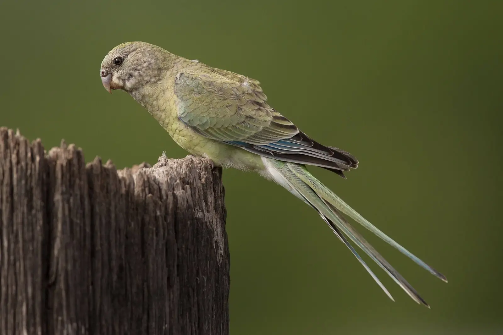Red-Rumped-Parrot 18