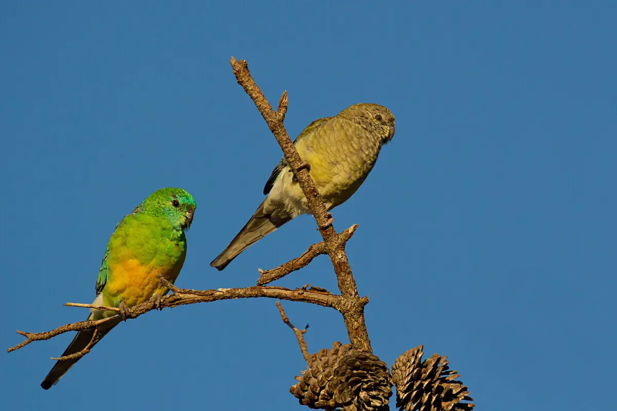 Red-Rumped-Parrot 19