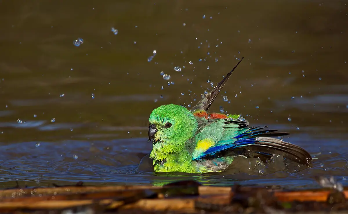 Red-Rumped-Parrot 20