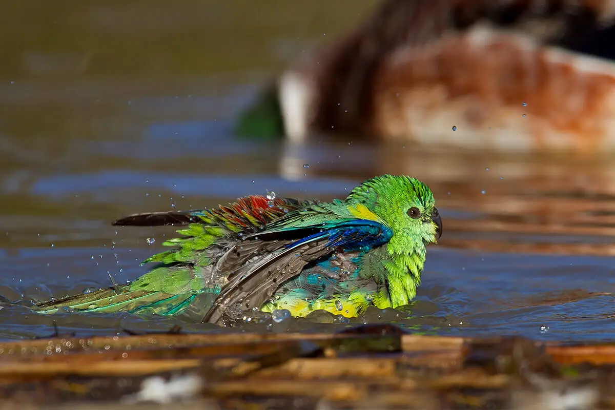 Red-Rumped-Parrot 21