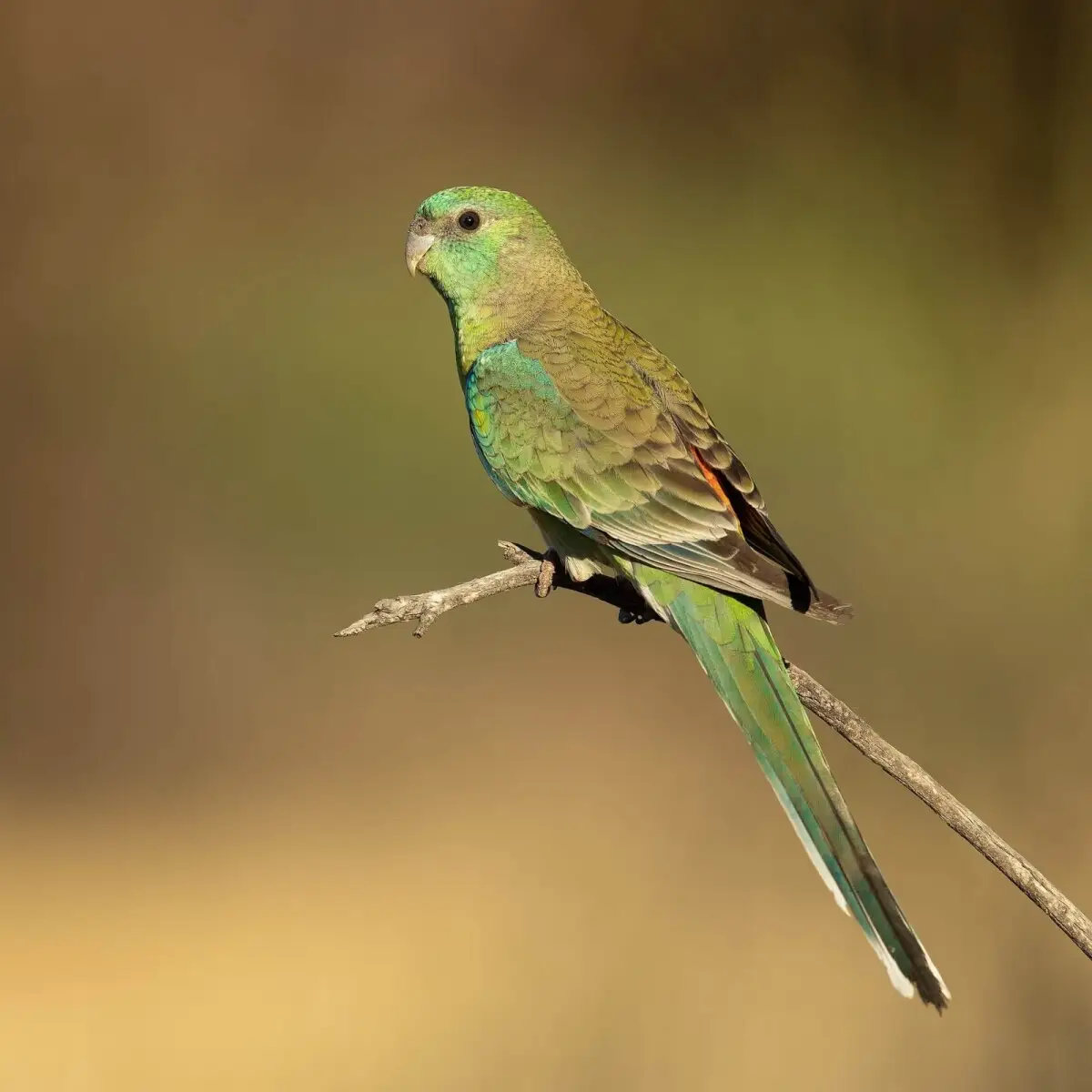 Red-Rumped-Parrot 22