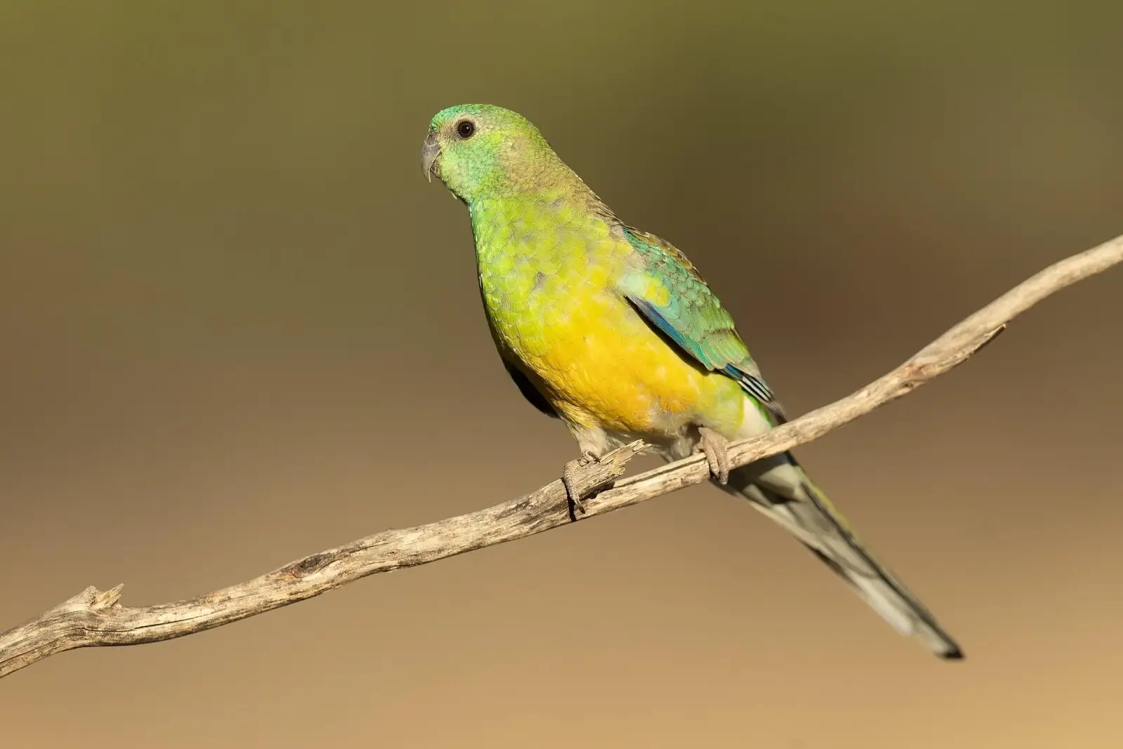 Red-Rumped-Parrot 23