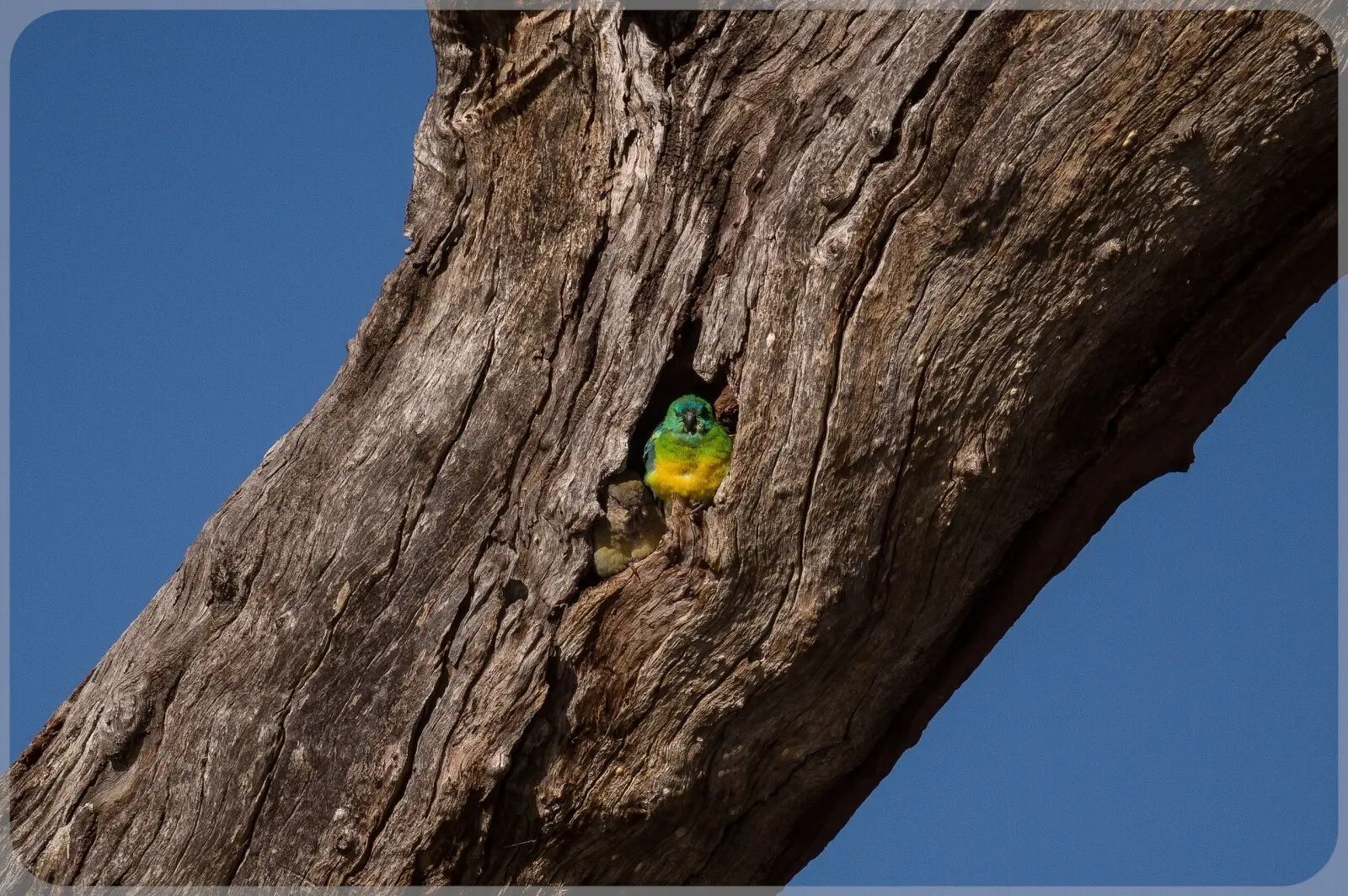 Red-Rumped-Parrot 24