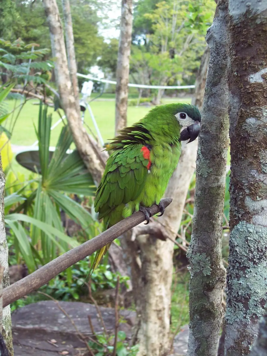 Red-Shouldered-Macaw 01