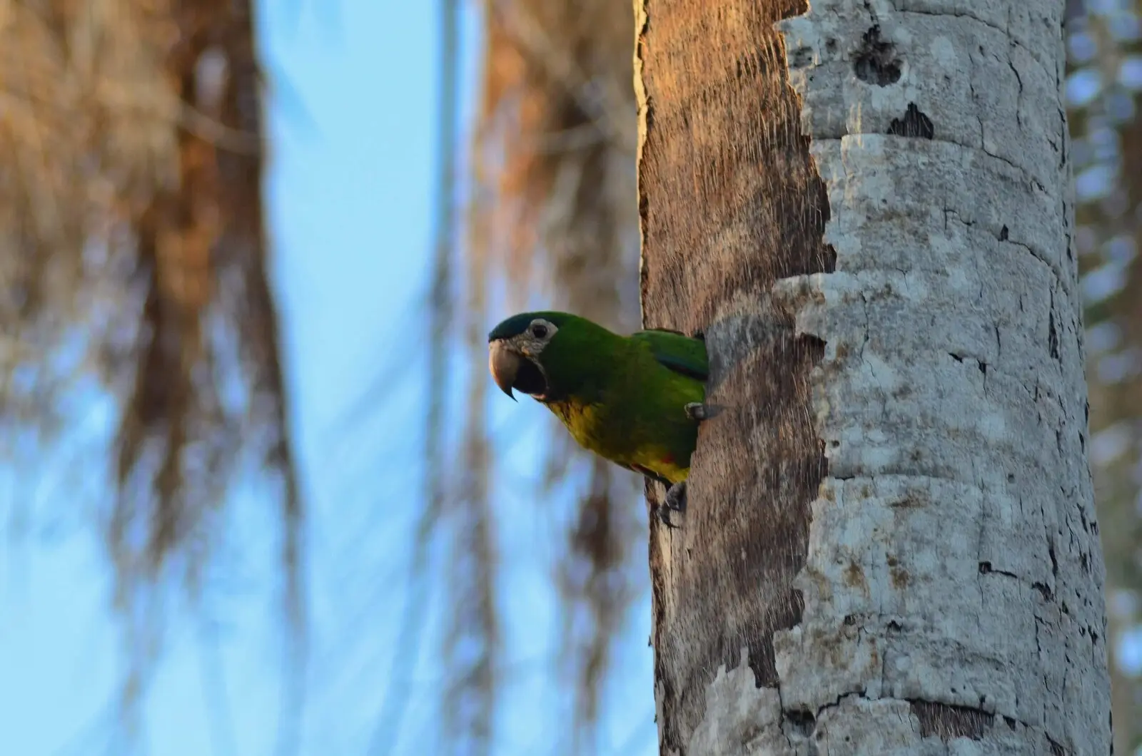 Red-Shouldered-Macaw 02