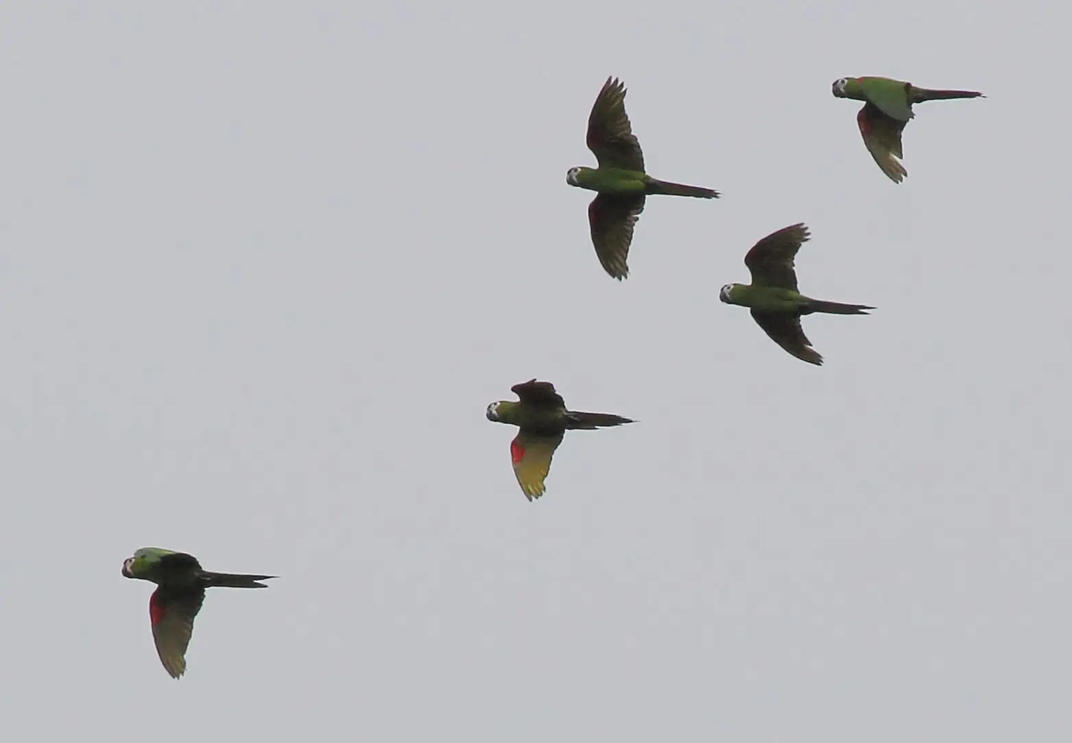 Red-Shouldered-Macaw 03