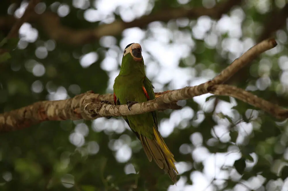 Red-Shouldered-Macaw 04