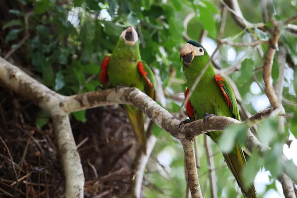 Red-Shouldered-Macaw 05