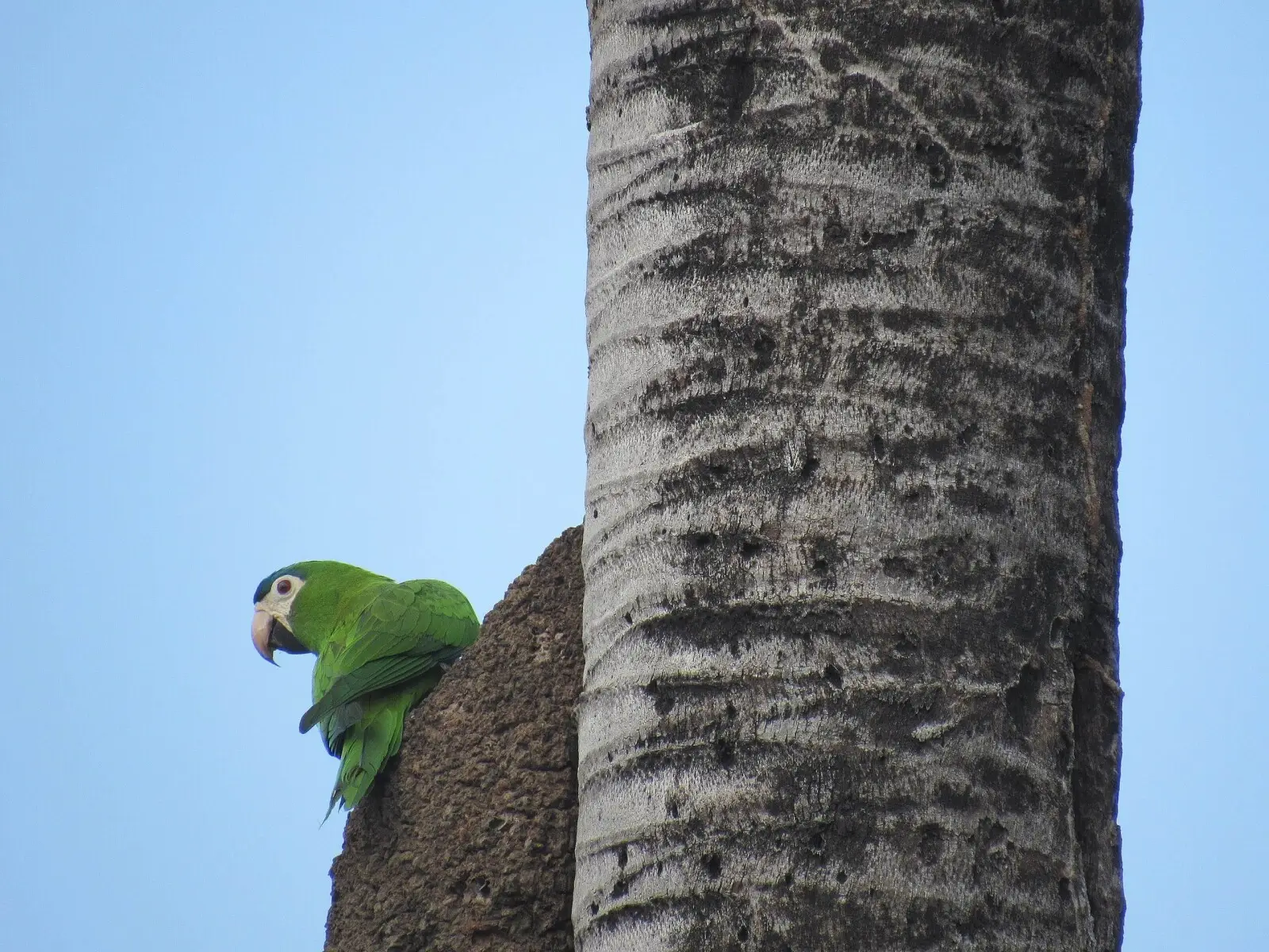 Red-Shouldered-Macaw 07
