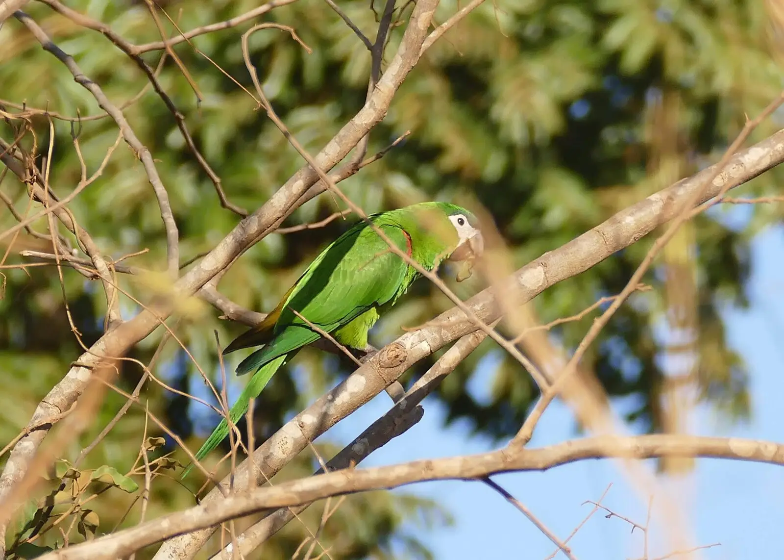 Red-Shouldered-Macaw 08