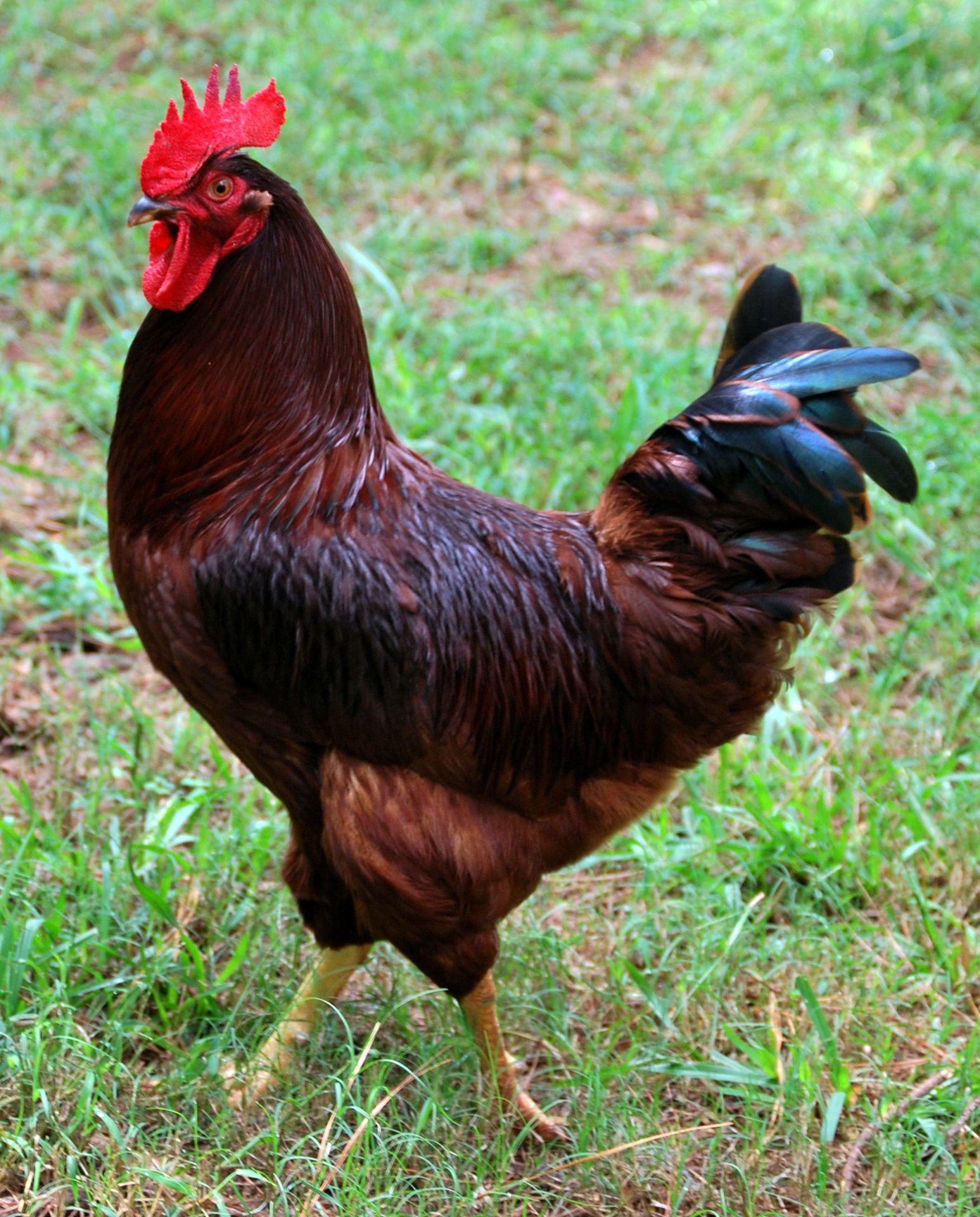 Rhode-Island-Red 01