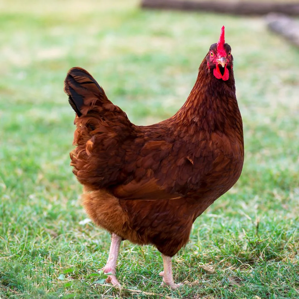Poule Rhode Island Red