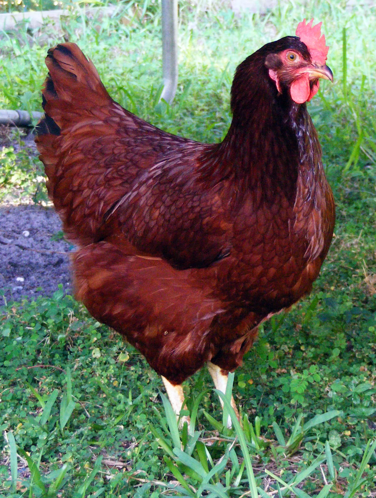 La Rhode Island Red : une poule qui enchaîne les records