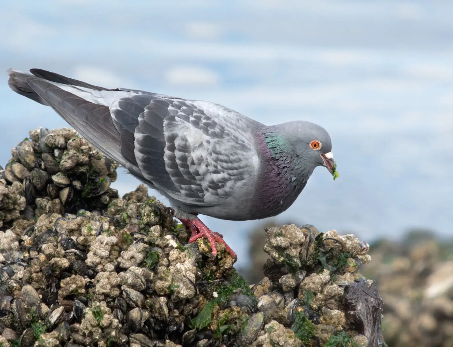 Le pigeon biset : de la falaise à la place publique
