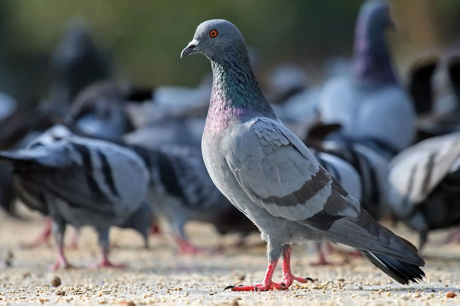Pigeon domestique